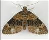 1801 (70.139) Barred Carpet